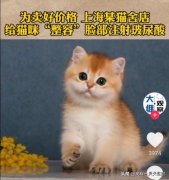 河北貓咪整形價位多少(貓咪流產價格)