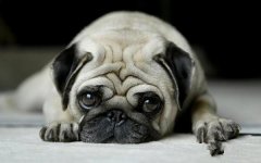 寵物犬整形一次多少錢(大型犬美容多少錢)