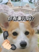 狗鼻子整形費用多少錢(狗鼻子整形費用多少錢啊)